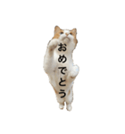チョロちゃん 2（個別スタンプ：13）