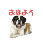 ベンくん★スタンプ（個別スタンプ：1）