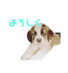 ベンくん★スタンプ（個別スタンプ：4）