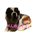 ベンくん★スタンプ（個別スタンプ：7）
