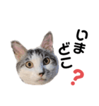 おとまるといっしょ2（個別スタンプ：3）