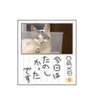 おとまるといっしょ2（個別スタンプ：13）