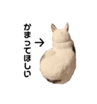 おとまるといっしょ2（個別スタンプ：19）
