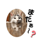 おとまるといっしょ2（個別スタンプ：27）