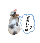おとまるといっしょ2（個別スタンプ：31）