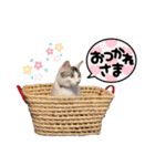 おとまるといっしょ2（個別スタンプ：38）