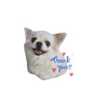 白チワワ ベルの日常2.1（個別スタンプ：3）