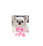 白チワワ ベルの日常3.1（個別スタンプ：9）
