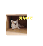 白チワワ ベルの日常3.1（個別スタンプ：12）