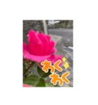 薔薇の伝えたい気持ち（個別スタンプ：11）