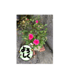 薔薇の伝えたい気持ち（個別スタンプ：15）