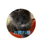 子猫のルルちゃん 2（個別スタンプ：3）