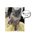 子猫のルルちゃん 2（個別スタンプ：4）