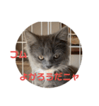 子猫のルルちゃん 2（個別スタンプ：5）