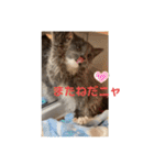 子猫のルルちゃん 2（個別スタンプ：6）
