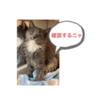 子猫のルルちゃん 2（個別スタンプ：7）
