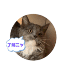 子猫のルルちゃん 2（個別スタンプ：8）