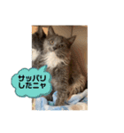 子猫のルルちゃん 2（個別スタンプ：9）