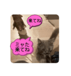 子猫のルルちゃん 2（個別スタンプ：10）