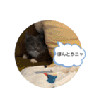 子猫のルルちゃん 2（個別スタンプ：11）