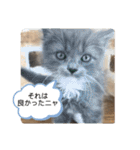 子猫のルルちゃん 2（個別スタンプ：13）
