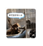 子猫のルルちゃん 2（個別スタンプ：14）