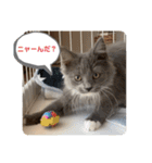 子猫のルルちゃん 2（個別スタンプ：17）