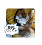子猫のルルちゃん 2（個別スタンプ：18）