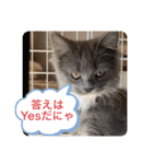 子猫のルルちゃん 2（個別スタンプ：20）