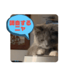 子猫のルルちゃん 2（個別スタンプ：26）