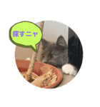 子猫のルルちゃん 2（個別スタンプ：27）