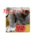 子猫のルルちゃん 2（個別スタンプ：29）