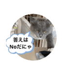 子猫のルルちゃん 2（個別スタンプ：31）