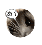 子猫のルルちゃん 2（個別スタンプ：35）