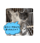 子猫のルルちゃん 2（個別スタンプ：36）