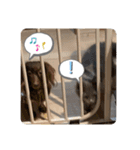 子猫のルルちゃん 2（個別スタンプ：37）