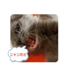子猫のルルちゃん 2（個別スタンプ：39）
