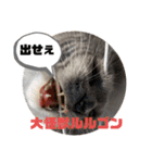 子猫のルルちゃん 2（個別スタンプ：40）
