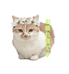 ちぃととくぅ（個別スタンプ：1）