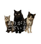 うちの猫のかわいさを知らしめたい（個別スタンプ：1）