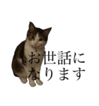 うちの猫のかわいさを知らしめたい（個別スタンプ：4）