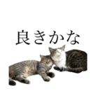 うちの猫のかわいさを知らしめたい（個別スタンプ：6）
