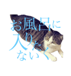 うちの猫のかわいさを知らしめたい（個別スタンプ：11）