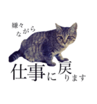 うちの猫のかわいさを知らしめたい（個別スタンプ：13）