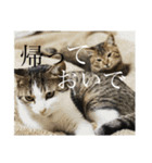 うちの猫のかわいさを知らしめたい（個別スタンプ：15）