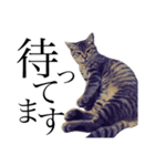 うちの猫のかわいさを知らしめたい（個別スタンプ：16）