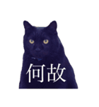 うちの猫のかわいさを知らしめたい（個別スタンプ：17）