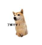 柴犬りょうた（個別スタンプ：1）