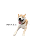柴犬りょうた（個別スタンプ：3）