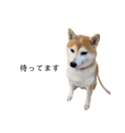 柴犬りょうた（個別スタンプ：4）